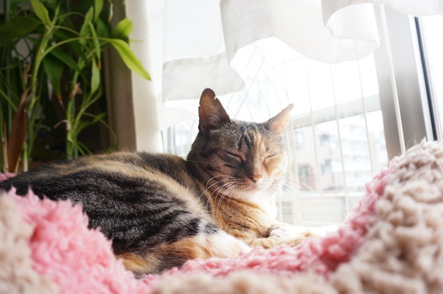 f:id:hiraryo0201:20170513092717j:plain