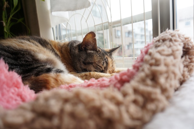 f:id:hiraryo0201:20170513092722j:plain