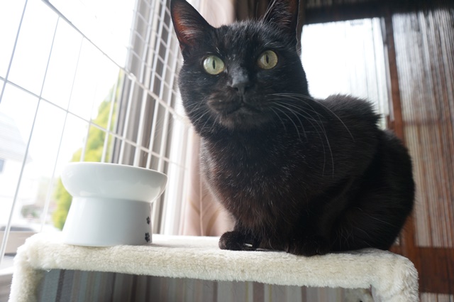 f:id:hiraryo0201:20170513092734j:plain