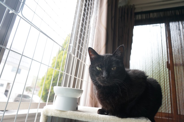 f:id:hiraryo0201:20170513092750j:plain