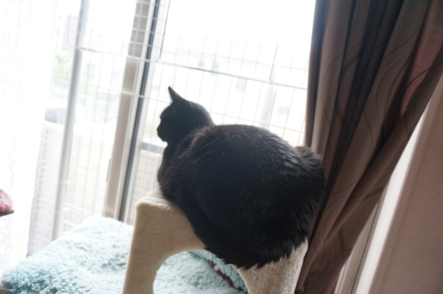 f:id:hiraryo0201:20170513093032j:plain