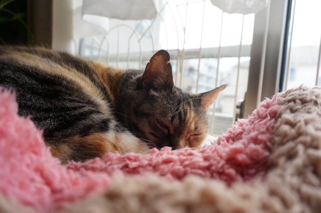 f:id:hiraryo0201:20170513093043j:plain