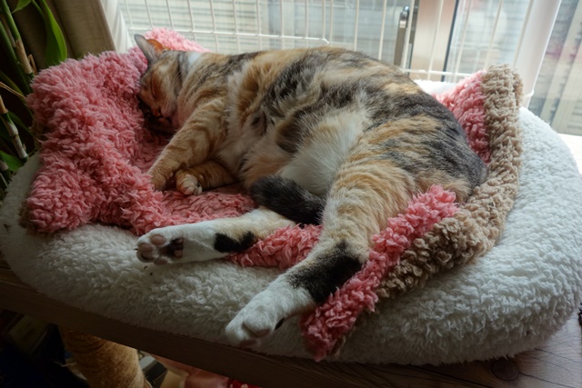 f:id:hiraryo0201:20170513093103j:plain