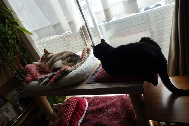 f:id:hiraryo0201:20170513093116j:plain