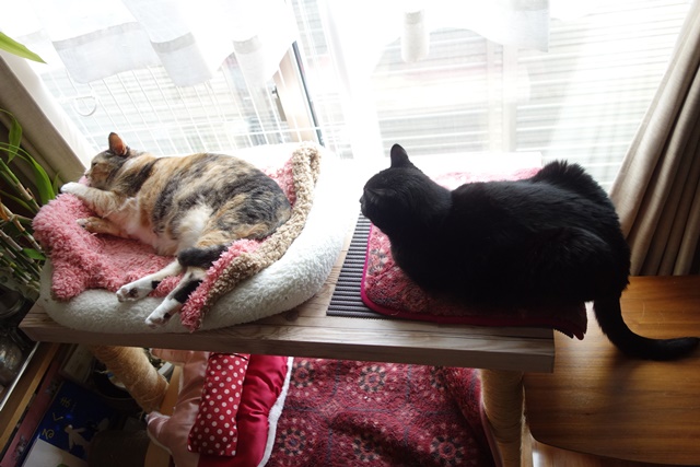 f:id:hiraryo0201:20170513093128j:plain