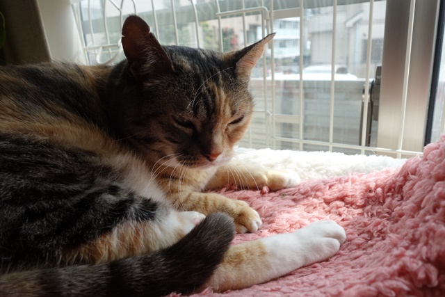 f:id:hiraryo0201:20170513093138j:plain