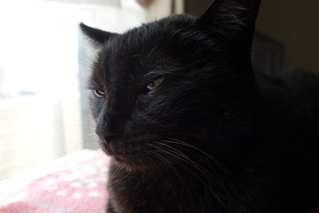 f:id:hiraryo0201:20170513093155j:plain