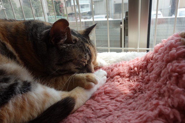 f:id:hiraryo0201:20170513093220j:plain