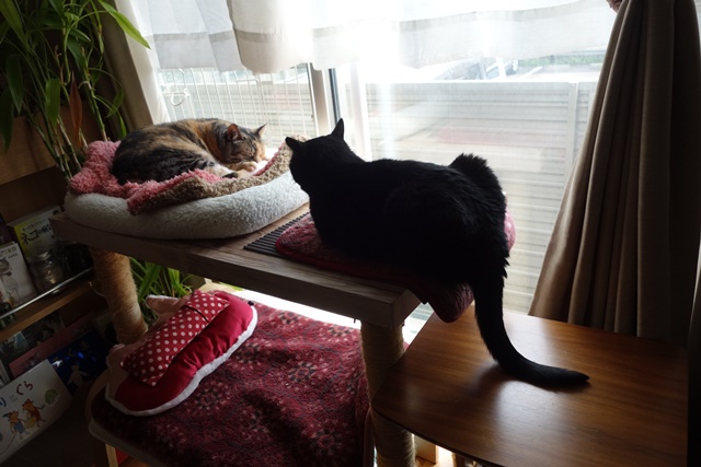 f:id:hiraryo0201:20170513093227j:plain