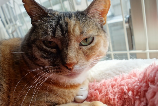 f:id:hiraryo0201:20170513093233j:plain