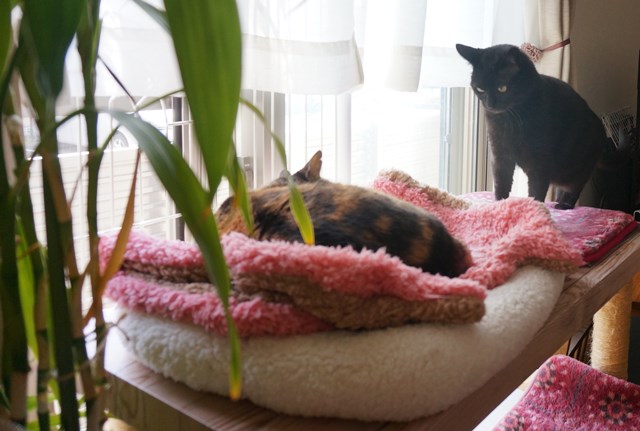 f:id:hiraryo0201:20170513102212j:plain f:id:hiraryo0201:20170513102212j:plain