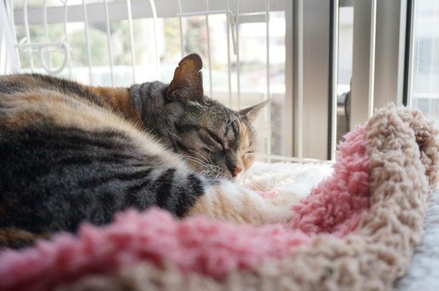 f:id:hiraryo0201:20170513102224j:plain f:id:hiraryo0201:20170513102224j:plain