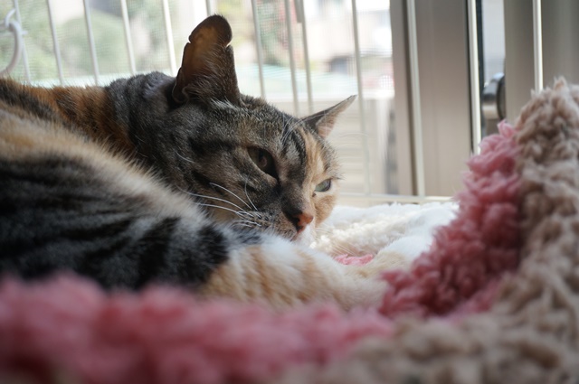 f:id:hiraryo0201:20170513102231j:plain