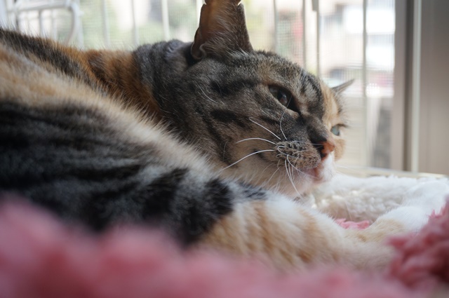 f:id:hiraryo0201:20170513102237j:plain f:id:hiraryo0201:20170513102237j:plain