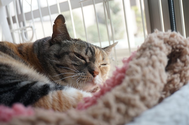 f:id:hiraryo0201:20170513102246j:plain f:id:hiraryo0201:20170513102246j:plain