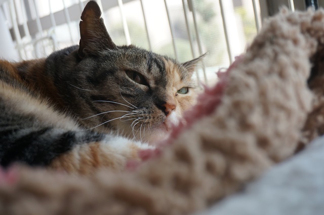 f:id:hiraryo0201:20170513102254j:plain f:id:hiraryo0201:20170513102254j:plain