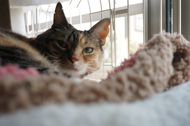 f:id:hiraryo0201:20170513102317j:plain f:id:hiraryo0201:20170513102317j:plain