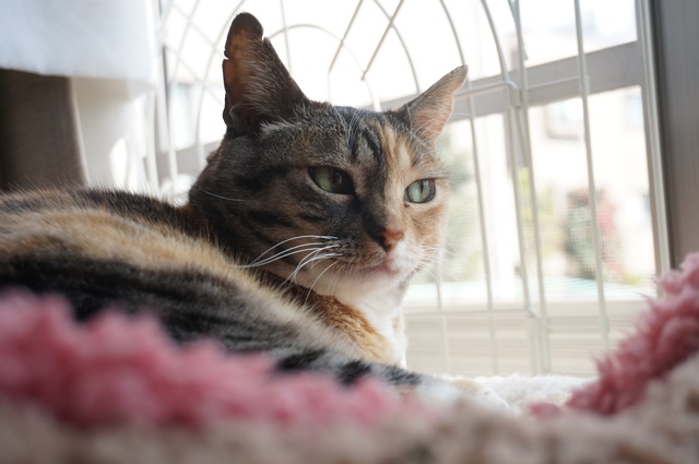 f:id:hiraryo0201:20170513102325j:plain f:id:hiraryo0201:20170513102325j:plain