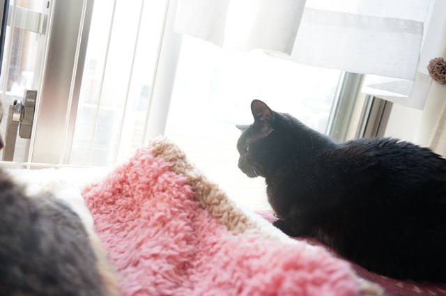 f:id:hiraryo0201:20170513102334j:plain f:id:hiraryo0201:20170513102334j:plain