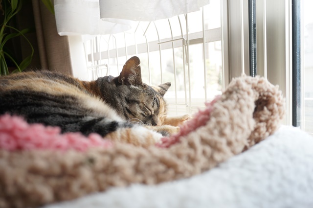 f:id:hiraryo0201:20170513102344j:plain f:id:hiraryo0201:20170513102344j:plain