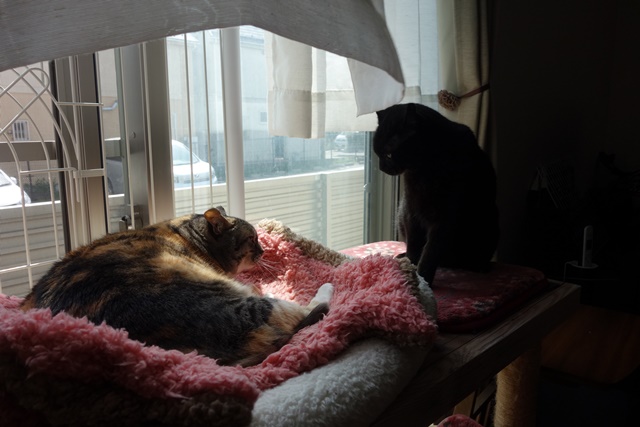 f:id:hiraryo0201:20170513103926j:plain f:id:hiraryo0201:20170513103926j:plain