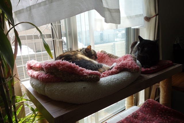 f:id:hiraryo0201:20170513104133j:plain f:id:hiraryo0201:20170513104133j:plain