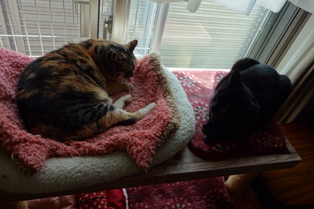 f:id:hiraryo0201:20170513104221j:plain