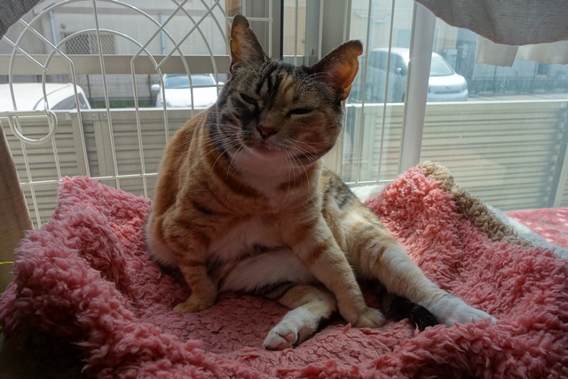 f:id:hiraryo0201:20170513104304j:plain f:id:hiraryo0201:20170513104304j:plain