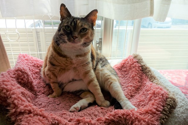 f:id:hiraryo0201:20170513104412j:plain f:id:hiraryo0201:20170513104412j:plain