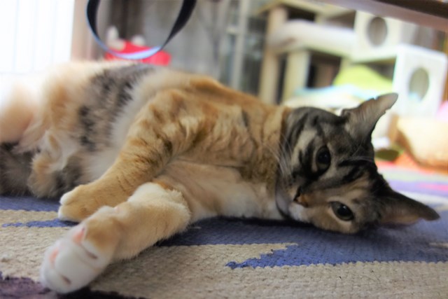 f:id:hiraryo0201:20170513104722j:plain f:id:hiraryo0201:20170513104722j:plain