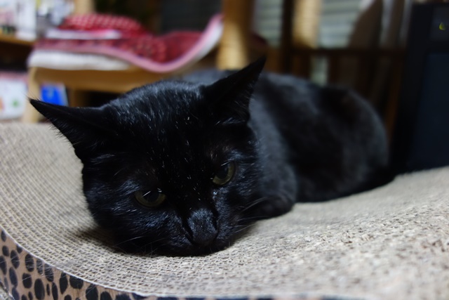 f:id:hiraryo0201:20170513120907j:plain