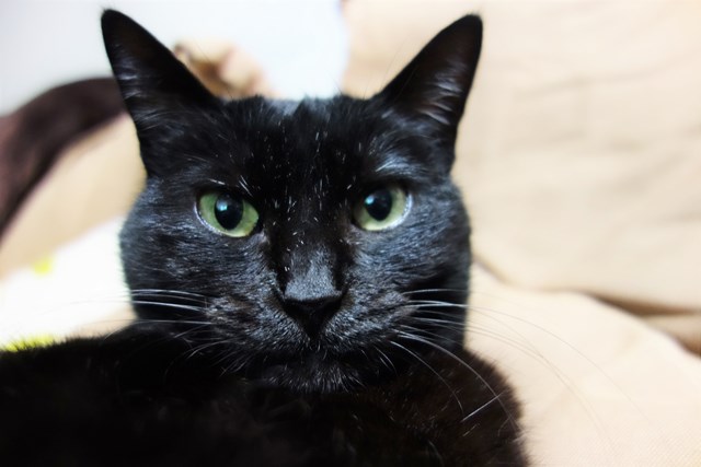 f:id:hiraryo0201:20170513120946j:plain