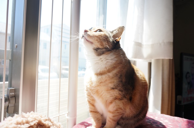 f:id:hiraryo0201:20170513124107j:plain f:id:hiraryo0201:20170513124107j:plain