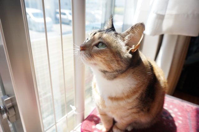 f:id:hiraryo0201:20170513124123j:plain f:id:hiraryo0201:20170513124123j:plain