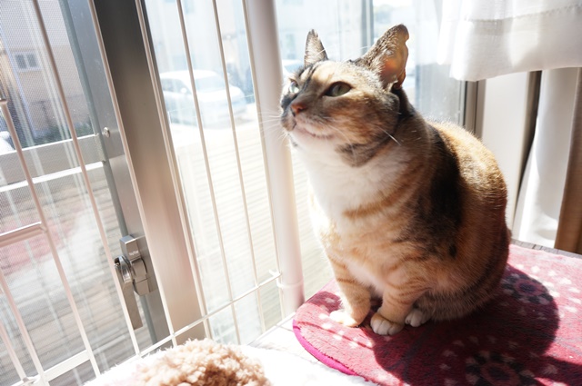 f:id:hiraryo0201:20170513124136j:plain f:id:hiraryo0201:20170513124136j:plain