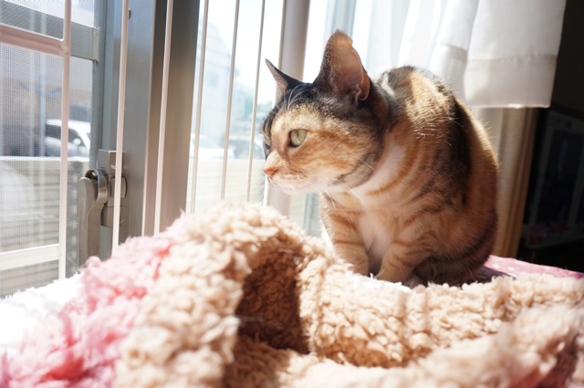 f:id:hiraryo0201:20170513124152j:plain f:id:hiraryo0201:20170513124152j:plain