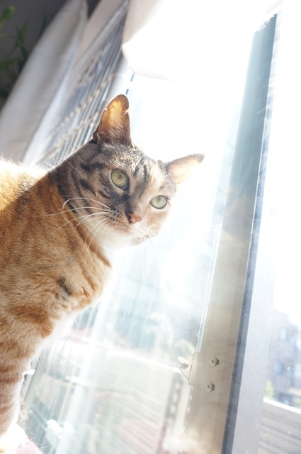 f:id:hiraryo0201:20170513124311j:plain f:id:hiraryo0201:20170513124311j:plain