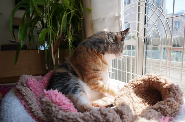 f:id:hiraryo0201:20170513124319j:plain f:id:hiraryo0201:20170513124319j:plain