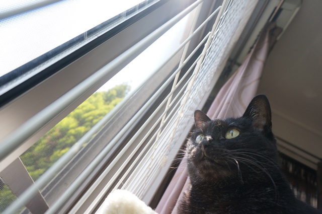 f:id:hiraryo0201:20170513131941j:plain