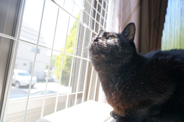 f:id:hiraryo0201:20170513132003j:plain