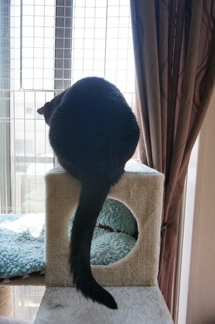 f:id:hiraryo0201:20170513132029j:plain