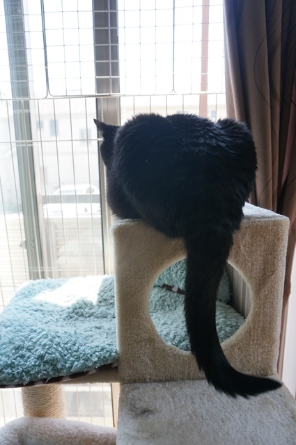 f:id:hiraryo0201:20170513132040j:plain