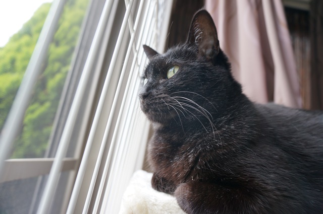 f:id:hiraryo0201:20170521021552j:plain f:id:hiraryo0201:20170521021552j:plain