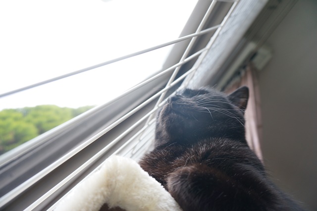 f:id:hiraryo0201:20170521021609j:plain f:id:hiraryo0201:20170521021609j:plain