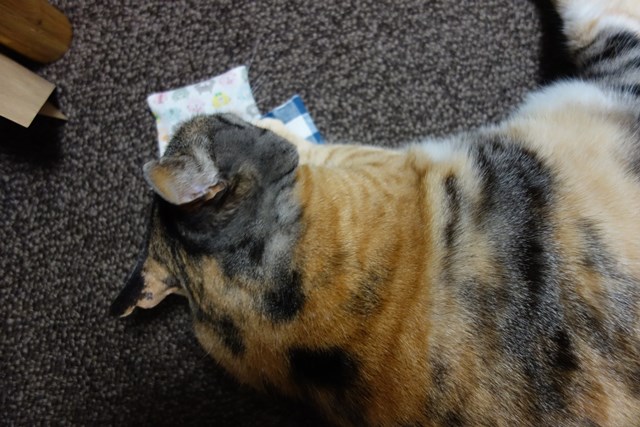 f:id:hiraryo0201:20170521092817j:plain f:id:hiraryo0201:20170521092817j:plain