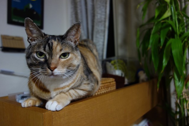 f:id:hiraryo0201:20170521092841j:plain f:id:hiraryo0201:20170521092841j:plain