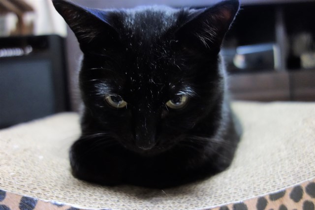 f:id:hiraryo0201:20170521092911j:plain f:id:hiraryo0201:20170521092911j:plain