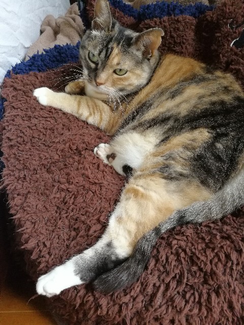 f:id:hiraryo0201:20170528182142j:image f:id:hiraryo0201:20170528182142j:image