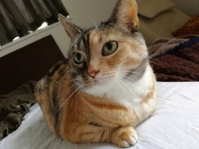 f:id:hiraryo0201:20170528190012j:image f:id:hiraryo0201:20170528190012j:image