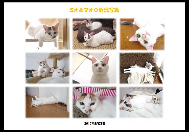 f:id:hiraryo0201:20170603084235j:image